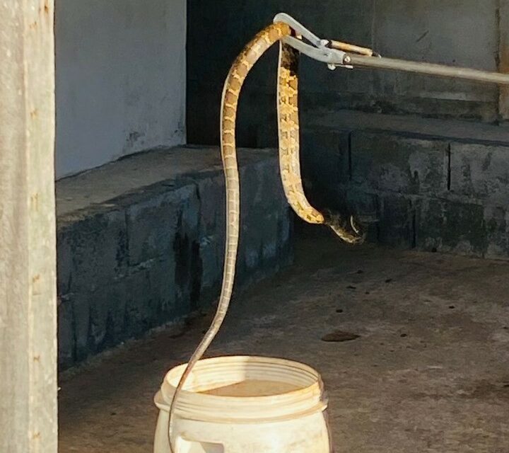 Cobra é capturada dentro de moto na avenida Geraldo Almeida, em Formiga