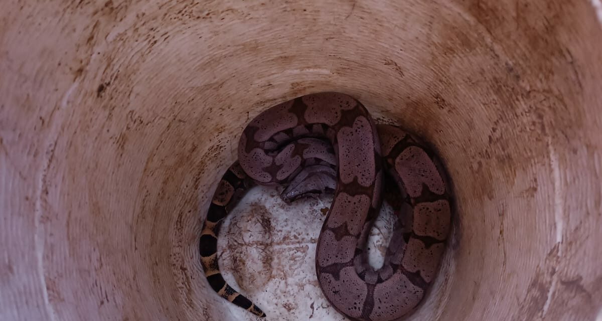 Jiboia é capturada no bairro Santa Tereza, em Formiga