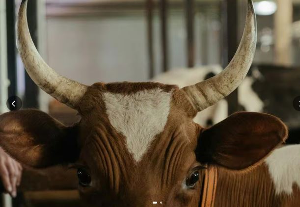 Minas Gerais tem 30 mil ‘cornos’ assumidos, indica pesquisa de site