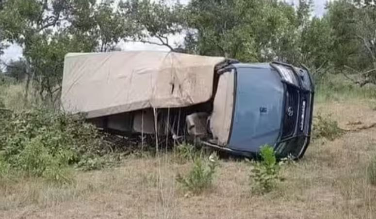 Elefante em fúria mata idosa e deixa feridos durante passeio em safári