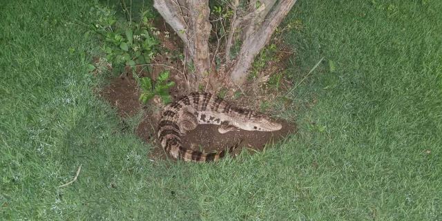 Polícia Militar e Bombeiros são acionados para resgate de jacaré mas animal era de decoração