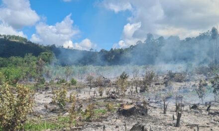 Bombeiros combatem incêndio em área de reflorestamento na comunidade de Lucianos, em Formiga