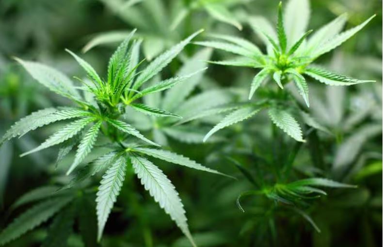 Justiça autoriza que portador de doença rara importe maconha em MG