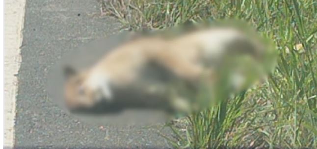 Onça-parda é encontrada morta à margem de rodovia em Montes Claros
