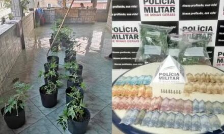 Polícia Civil investiga jovem por manter plantação de maconha dentro de casa, em Lavras