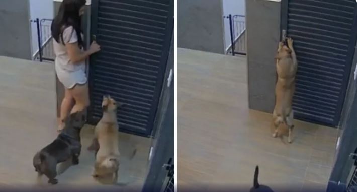 Mulher fica presa por 1h ao ser trancada em quarto por cachorro