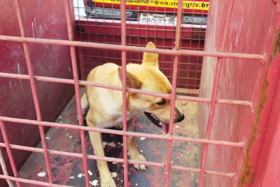 Cão é capturado pelos bombeiros após morder moradores no Santo Antônio, em Formiga