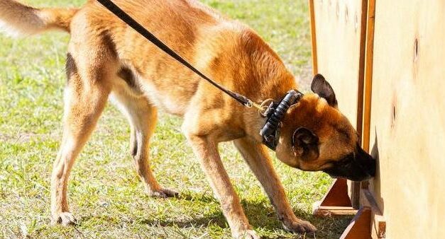 Mais de 230 cães farejadores são utilizados em operações contra o tráfico em presídios de MG