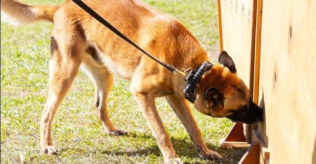 Mais de 230 cães farejadores são utilizados em operações contra o tráfico em presídios de MG