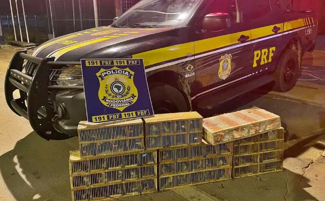 PRF apreende 155 aves silvestres dentro de porta-malas de carro na BR-354