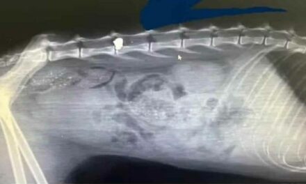 Gata é ferida com tiro de chumbinho e fica sem movimentos das patas