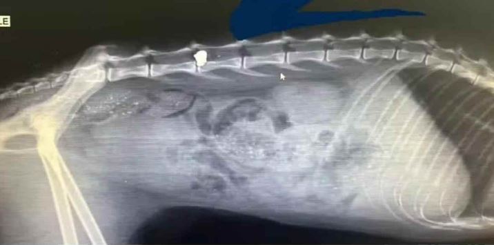Gata é ferida com tiro de chumbinho e fica sem movimentos das patas