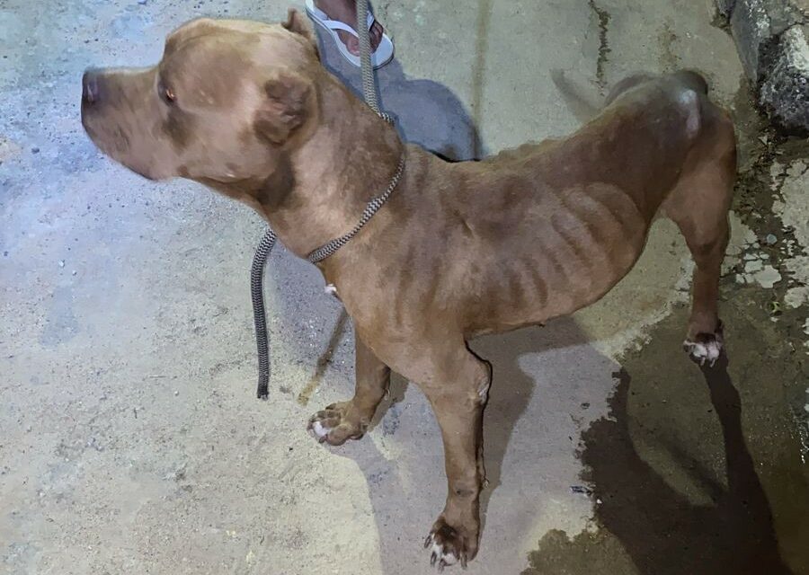 Cachorro em situação de maus tratos é resgatado após casa pegar fogo em Lagoa da Prata