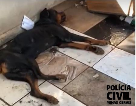 Comerciante é preso por maus-tratos a animal em Perdões
