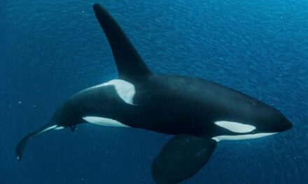 Orcas afundam iate no Estreito de Gibraltar