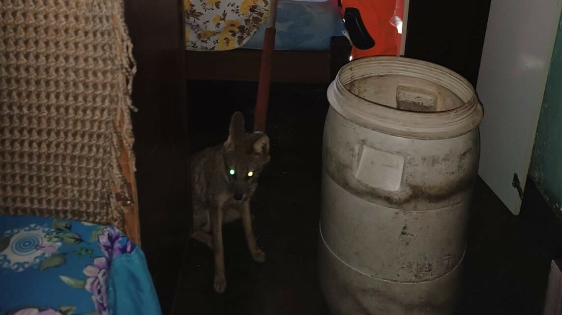 Filhote de raposa é capturado dentro de residência no bairro Palmeiras, em Formiga