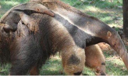 Novos moradores do zoológico de BH, filhotes de tamanduá-bandeira já têm nome