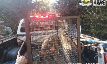 Animal silvestre é capturado dentro de edifício em Pará de Minas