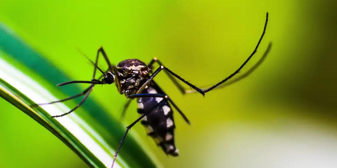 Dengue em MG: mais de mil casos são confirmados em um dia