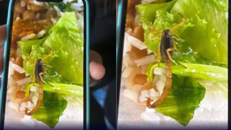 Escorpião é encontrado em merenda escolar no interior de SP
