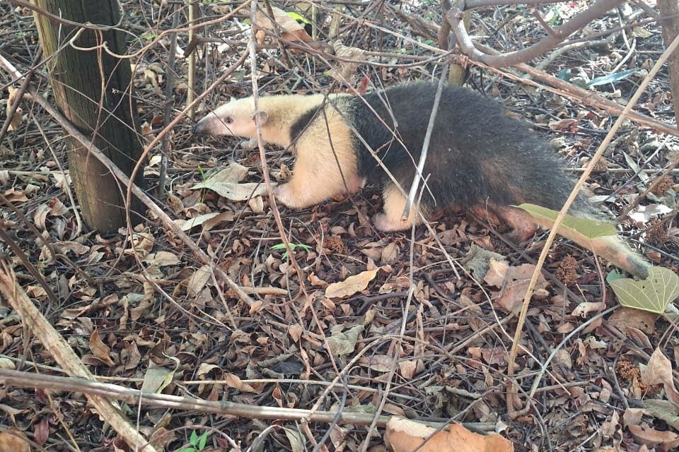 Bombeiros resgatam animal silvestre em residência de Arcos