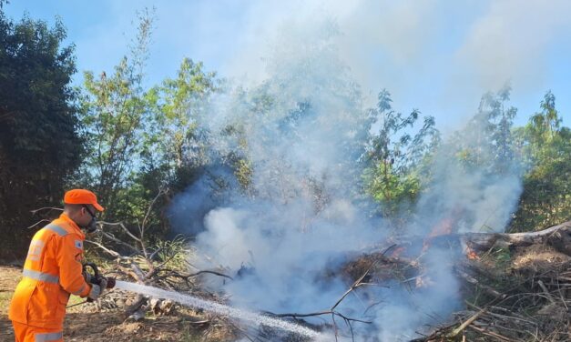 Bombeiros de Arcos combatem incêndio em troncos de árvores