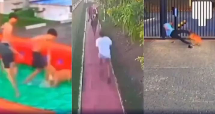 Ataque de cachorro deixa cinco feridos em festa infantil: ‘foi desesperador’