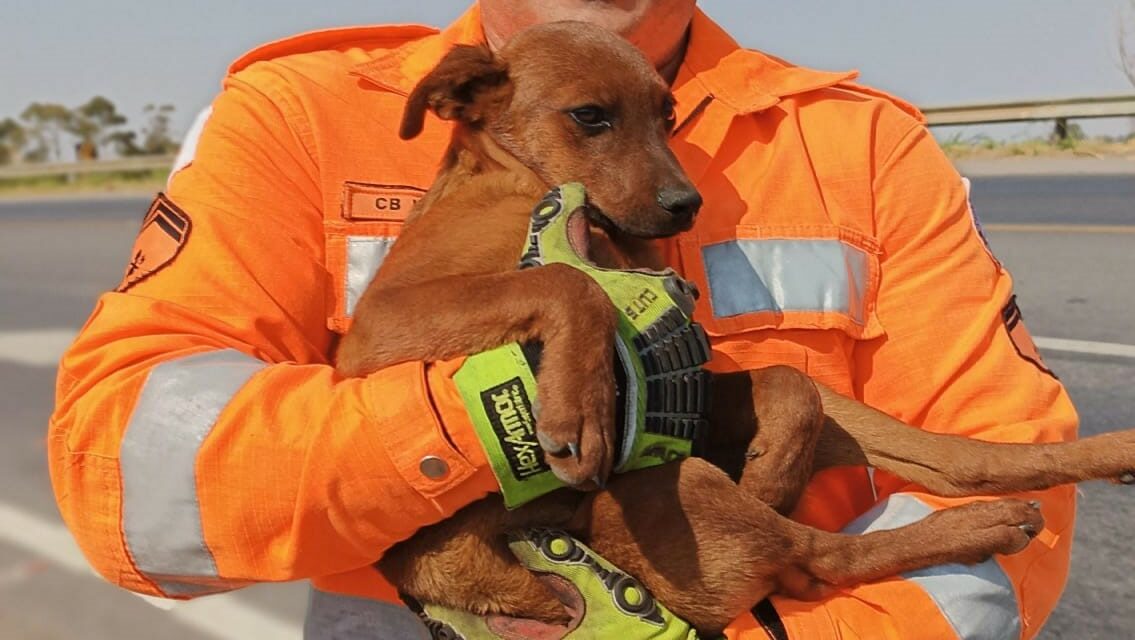 Bombeiros de Formiga encontram duas cadelas, uma sem vida, na BR-354