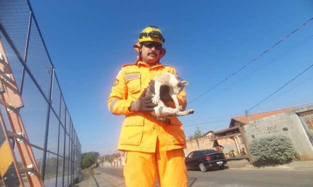 Bombeiros de Arcos salvam gato preso em estrutura