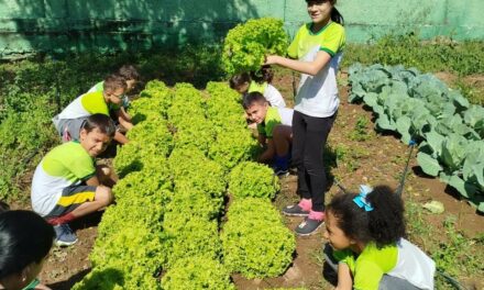 Projeto Horta Urbana é implantado em escolas municipais de Formiga