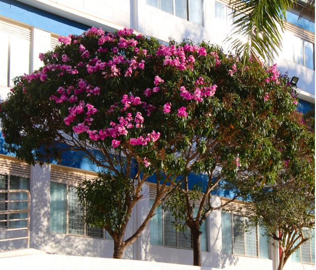 Campus do Centro Universitário Unifor é embelezado por flores e áreas verdes