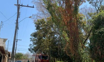 Bombeiros de Arcos realizam vistoria em árvores com risco de queda