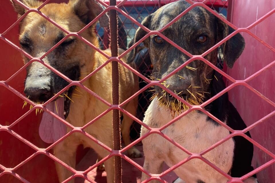 Cães são atacados por ouriço-cacheiro e resgatados pelo Corpo de Bombeiros de Arcos