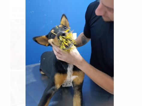 Cadela é resgatada pelos bombeiros de Formiga com espinhos de ouriço no focinho