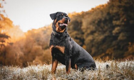 Cães: as 10 raças mais comportadas e algumas das mais desobedientes