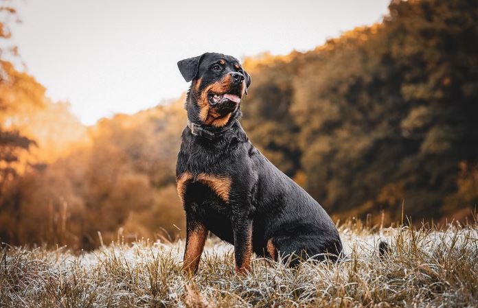 Cães: as 10 raças mais comportadas e algumas das mais desobedientes