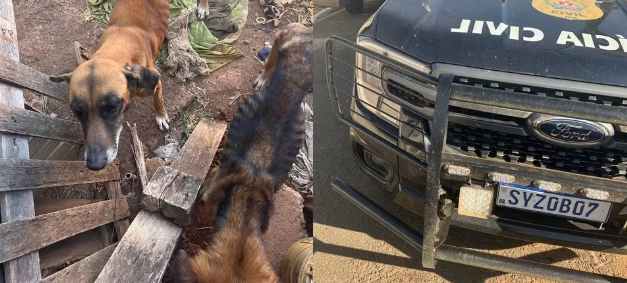 Homem de 34 anos é preso suspeito de cometer crimes de maus-tratos contra cachorros e gatos