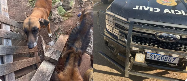 Homem de 34 anos é preso suspeito de cometer crimes de maus-tratos contra cachorros e gatos