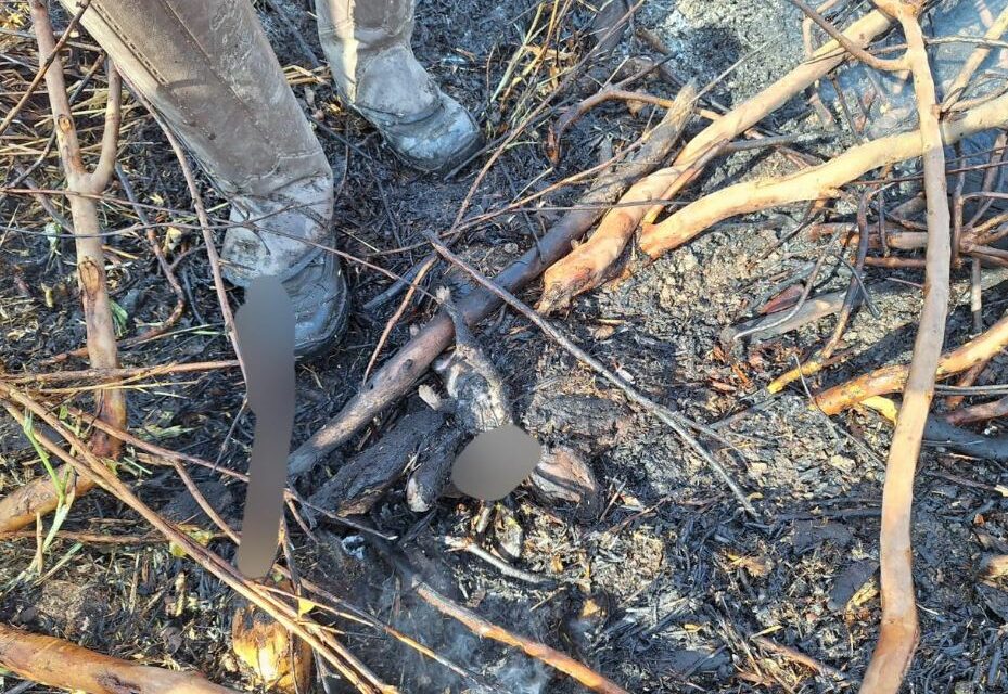 Três filhotes de gato morrem durante incêndio em Arcos