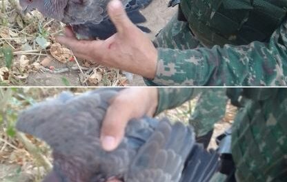 Formiga: Homem é preso e multado em quase R$ 25 mil por caça a animais silvestres