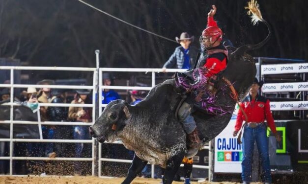 Fascínio pela estupidez