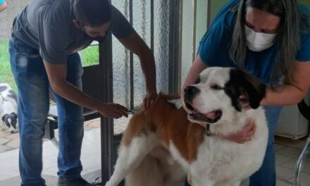 Vacinação antirrábica na zonal rural de Formiga continua na próxima semana