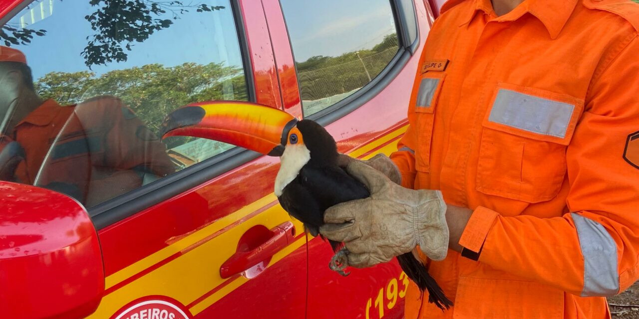 Corpo de Bombeiros resgata tucano com as asas cortadas em Lagoa da Prata e o encaminha para tratamento no Unifor