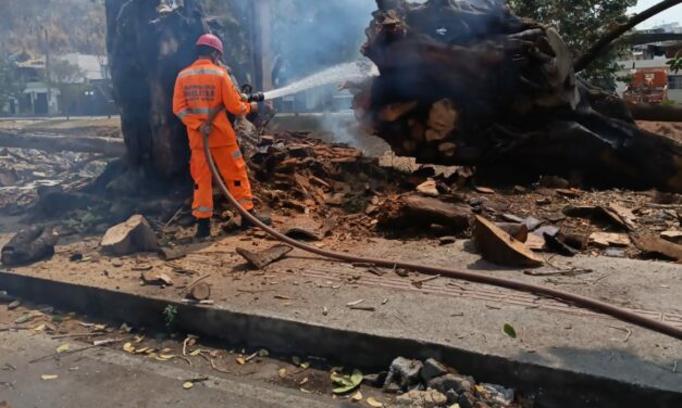 Árvore no Centro de Formiga é removida após incêndio criminoso