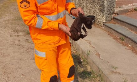 Formiga: bombeiros resgatam filhote de cachorro preso em bueiro