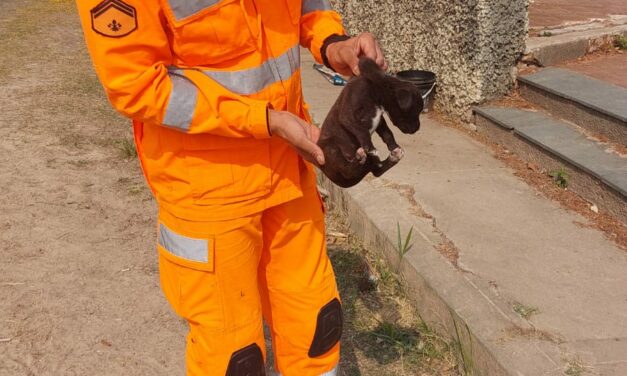 Formiga: bombeiros resgatam filhote de cachorro preso em bueiro