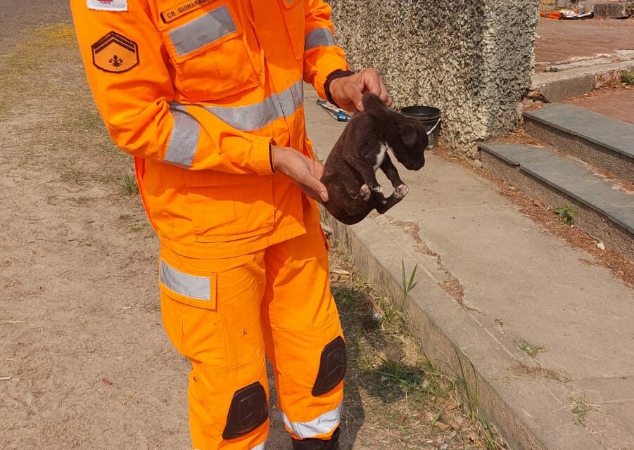 Formiga: bombeiros resgatam filhote de cachorro preso em bueiro