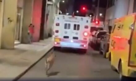 Cachorrinho segue ambulância que levava tutor ao hospital