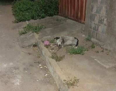 Cão ferido é socorrido no bairro Ércio Rocha, em Formiga