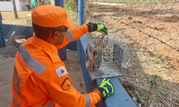 Gambá é capturado pelos bombeiros dentro de loja no Centro de Formiga